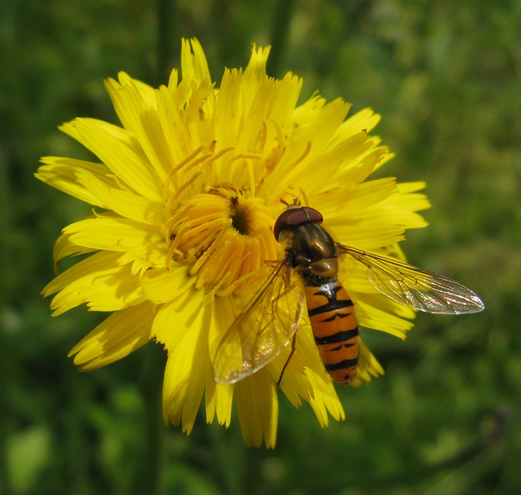 Episyrphus ?  S, Episyrphus balteatus, maschio (Syrphidae)